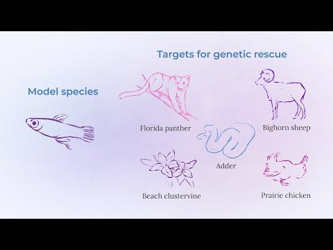 Saving a species through genetic rescue: Why we need model organisms