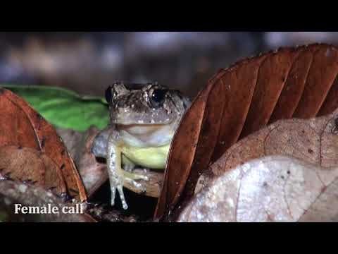 Calling behavior of male and female Guardian Frogs