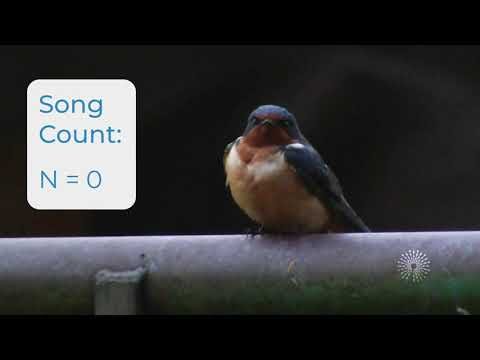 Getting to know your data: Counting barn swallow songs