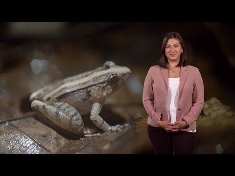 Do Female Frogs Call?